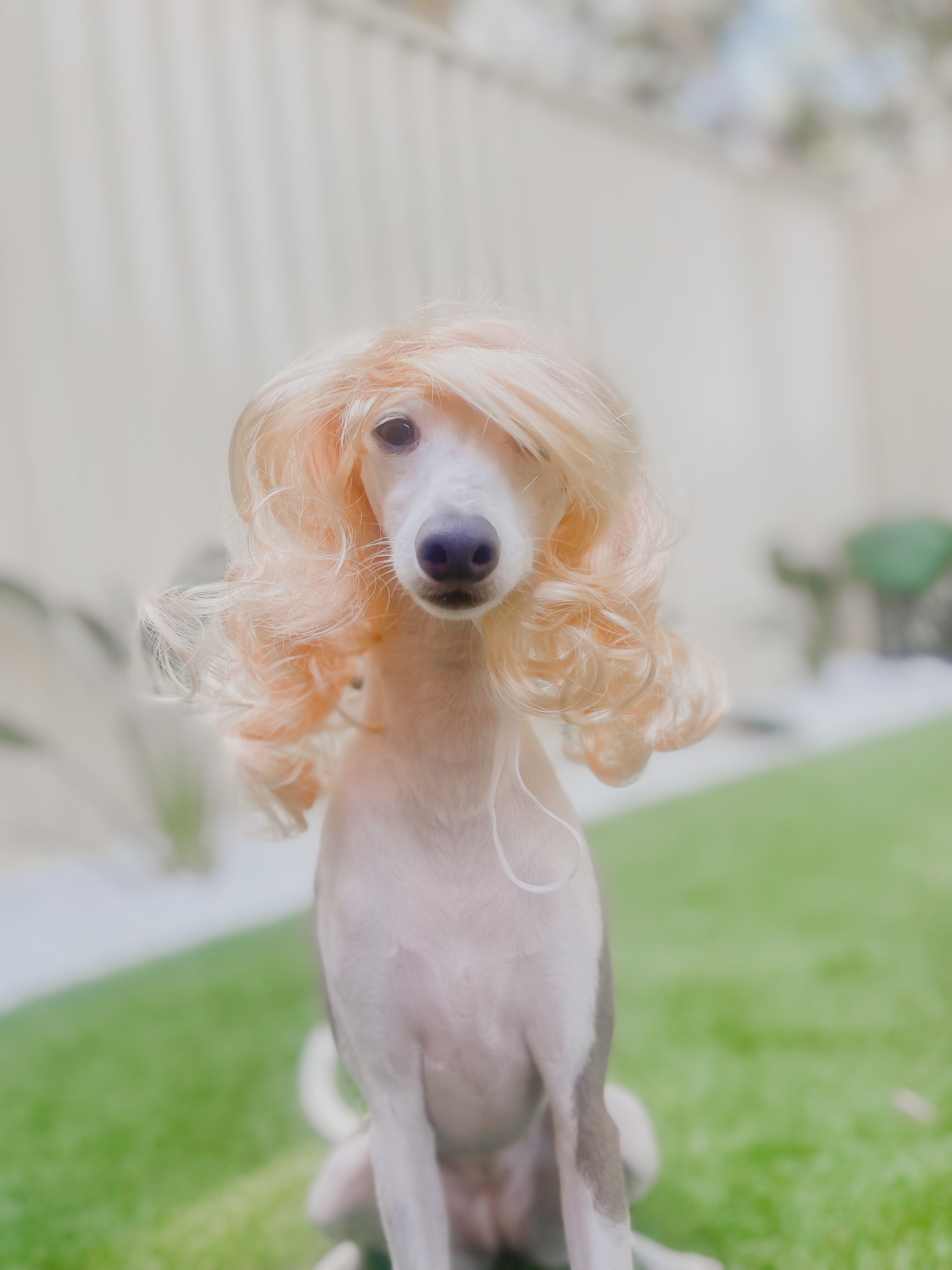 Long dog wig best sale