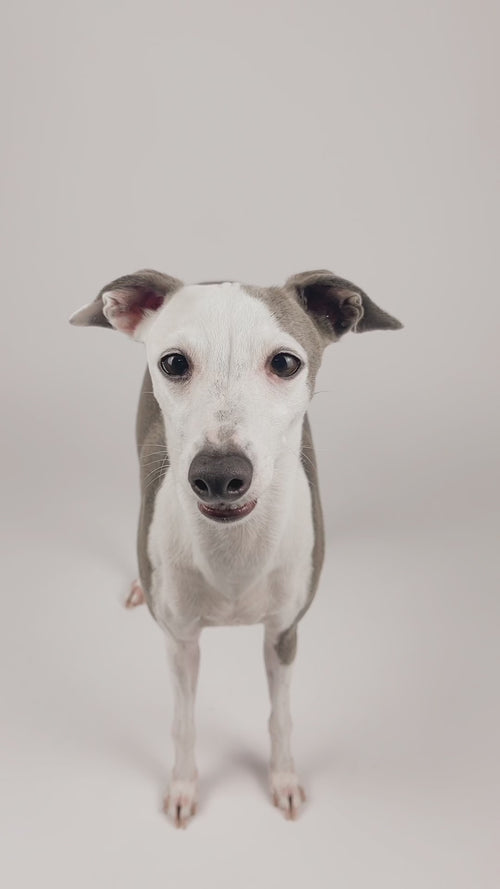 Desert - Martingale Dog Collar