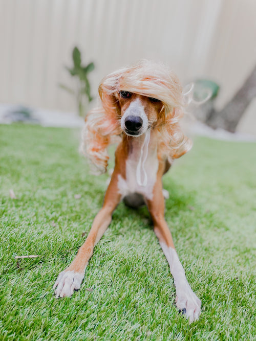 DOG WIG: Sass Queen