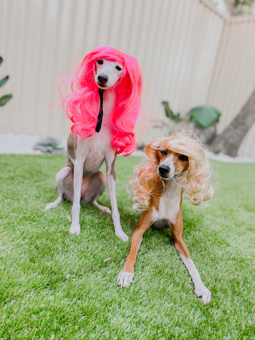 DOG WIG: Sass Queen