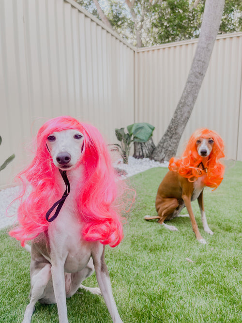 DOG WIG: Orange Fanta